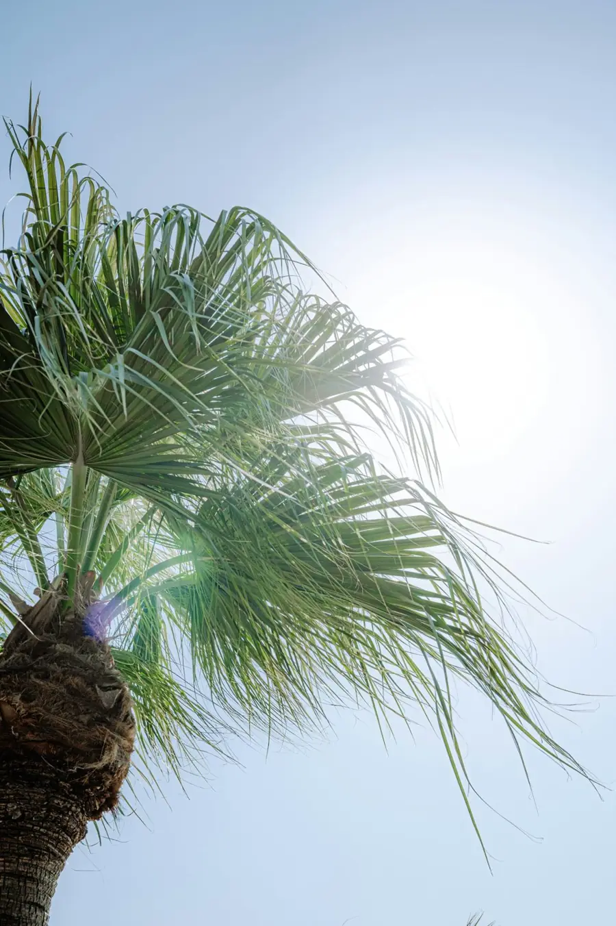 Palmera podada bajo el sol